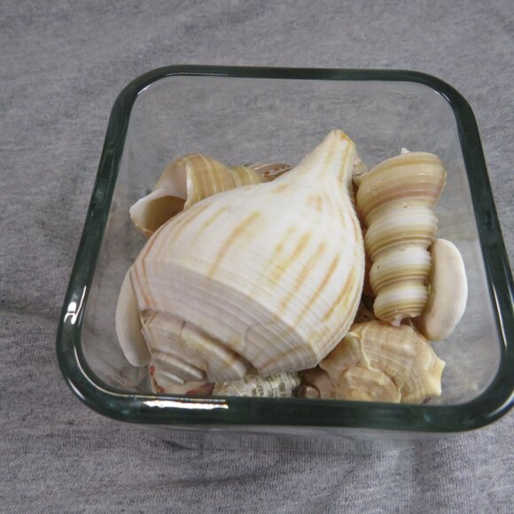 REAL Sea Shells in a Glass Square Vase and sand #7 - Picture 6 of 10